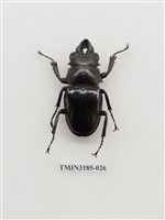 藏品(鬼艷鍬形蟲)的圖片